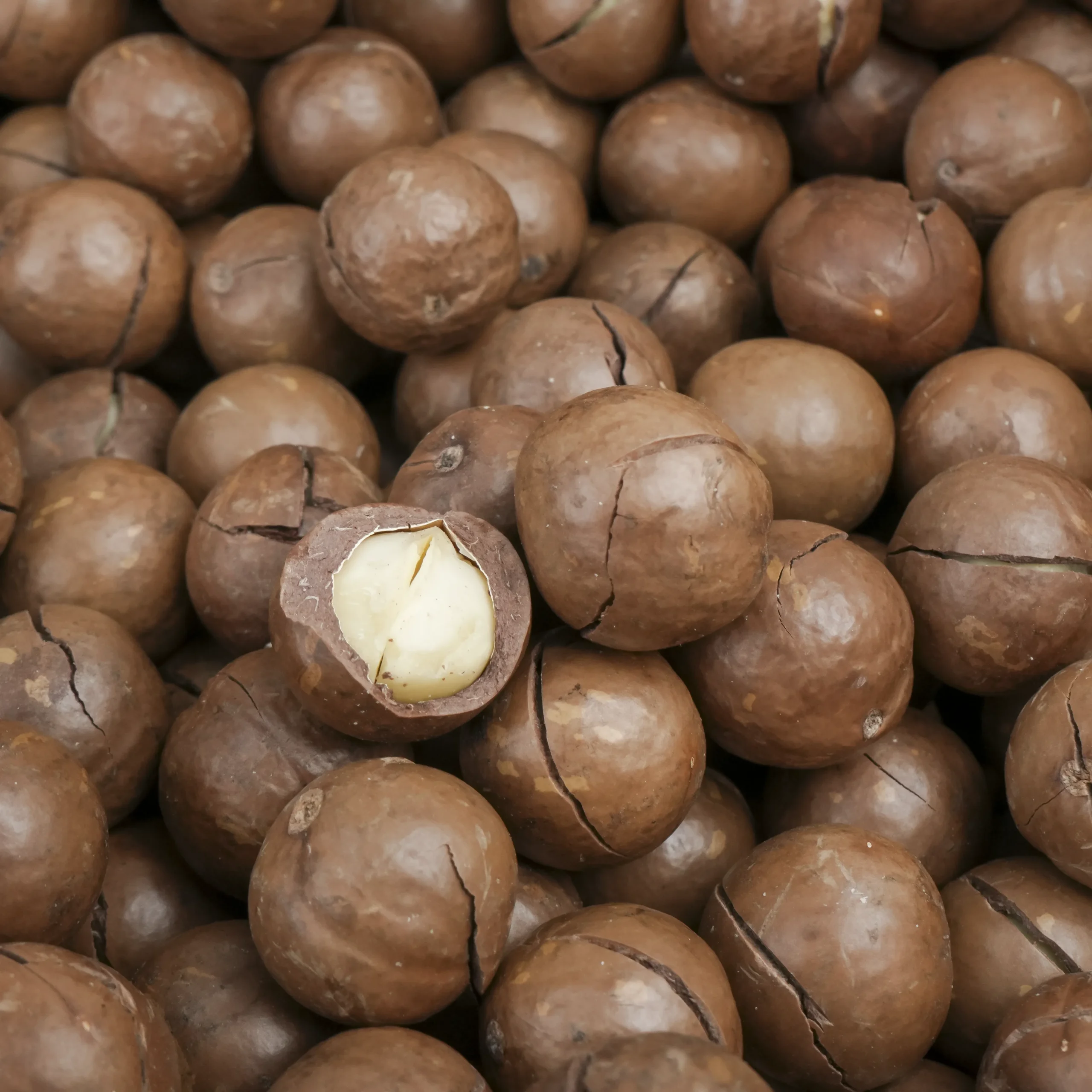 Macca sấy chọn lọc Giá sỉ thùng 10kg