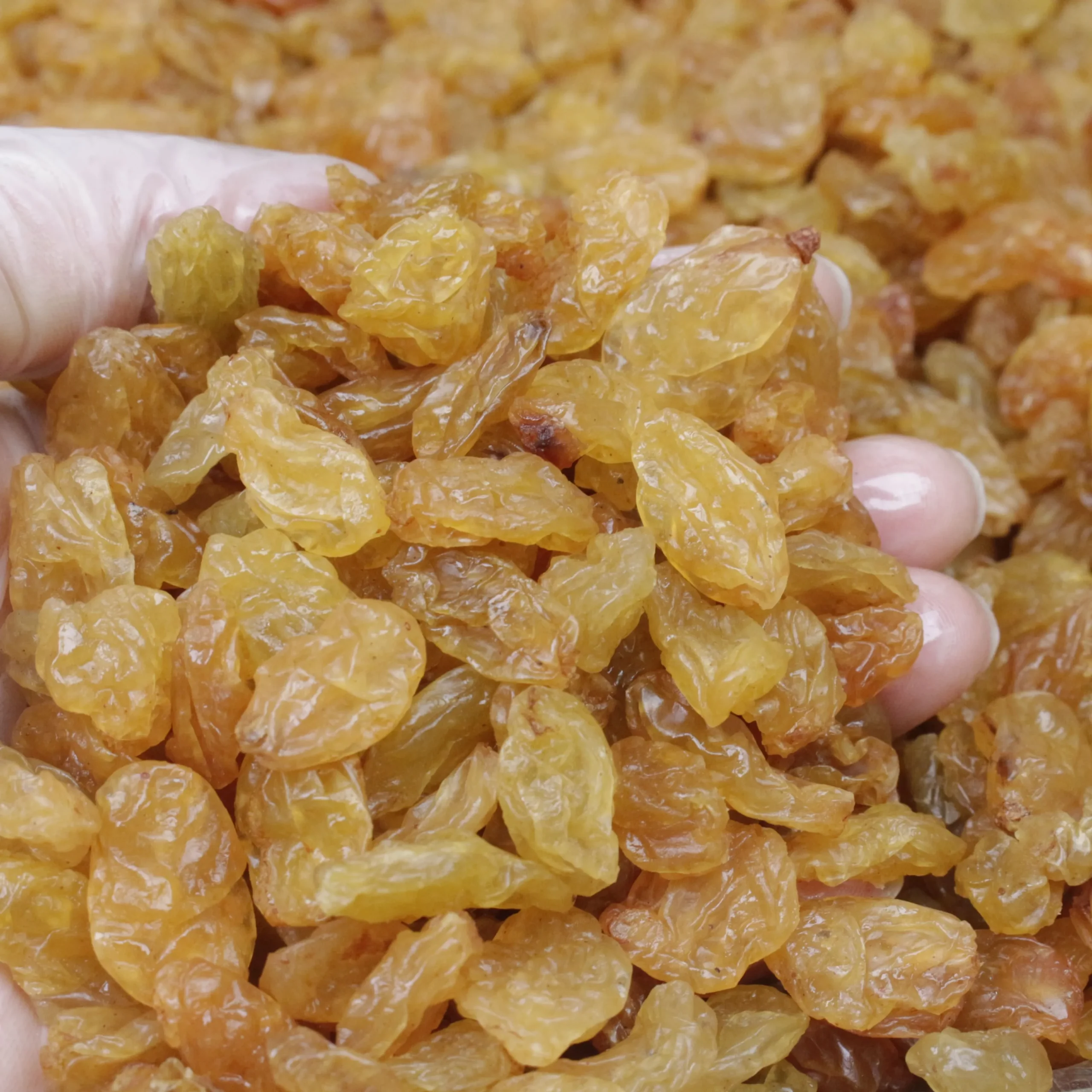 Selected Indian Golden Raisins Jumbo Size – Wholesale 10kg Box - Image 6