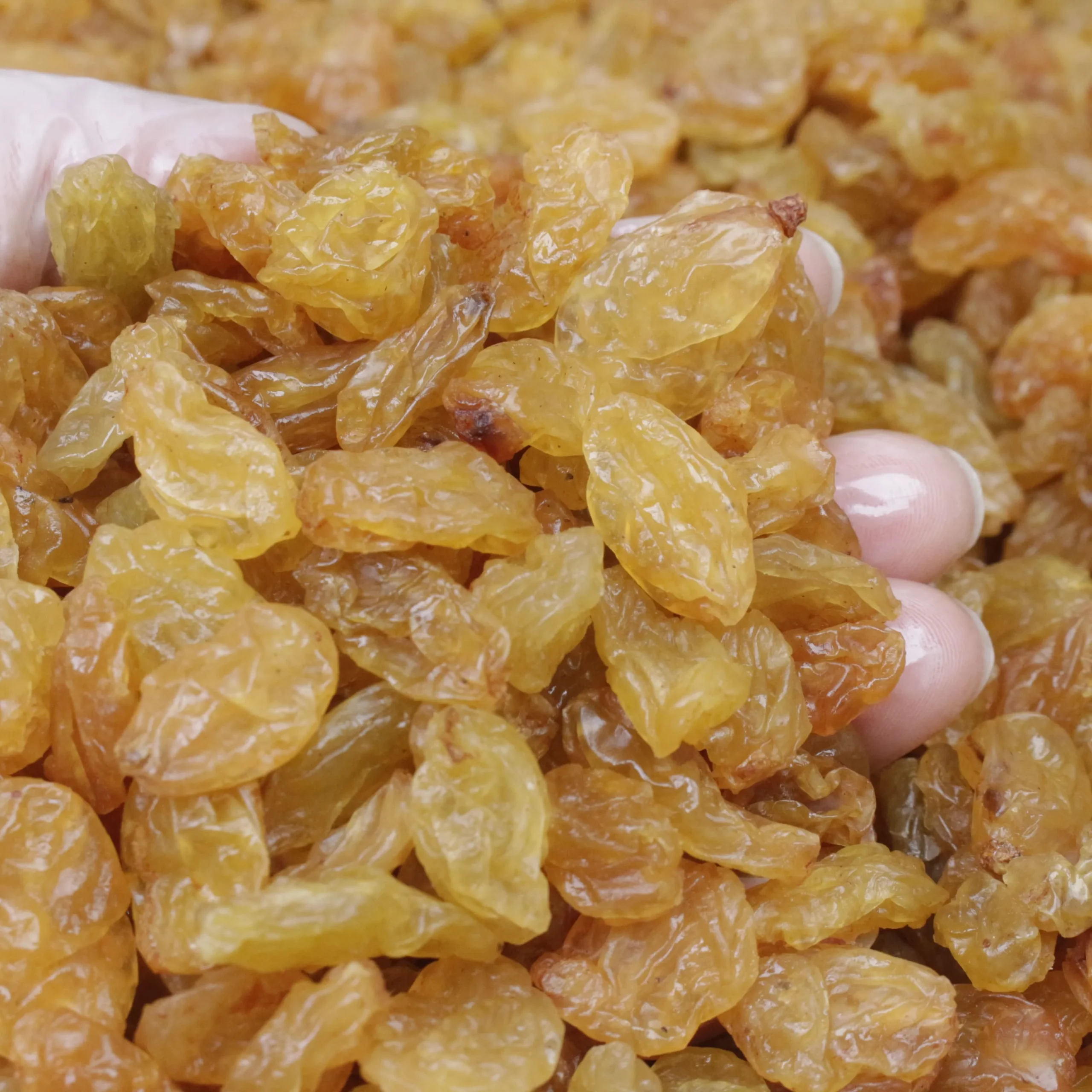 Selected Indian Golden Raisins Jumbo Size – Wholesale 10kg Box - Image 4