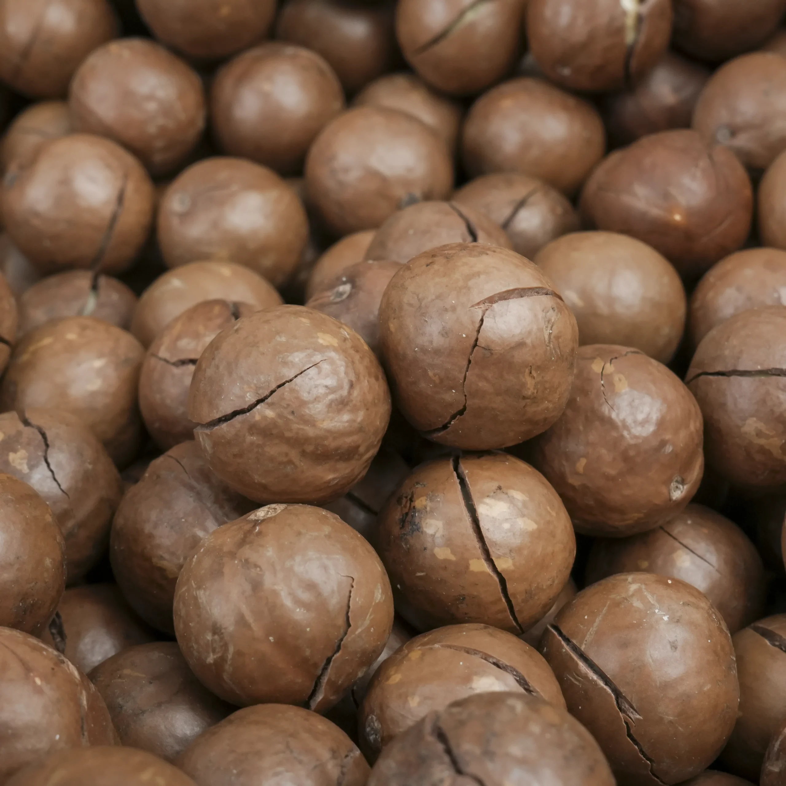 Macca sấy chọn lọc Giá sỉ thùng 10kg - Ảnh 3