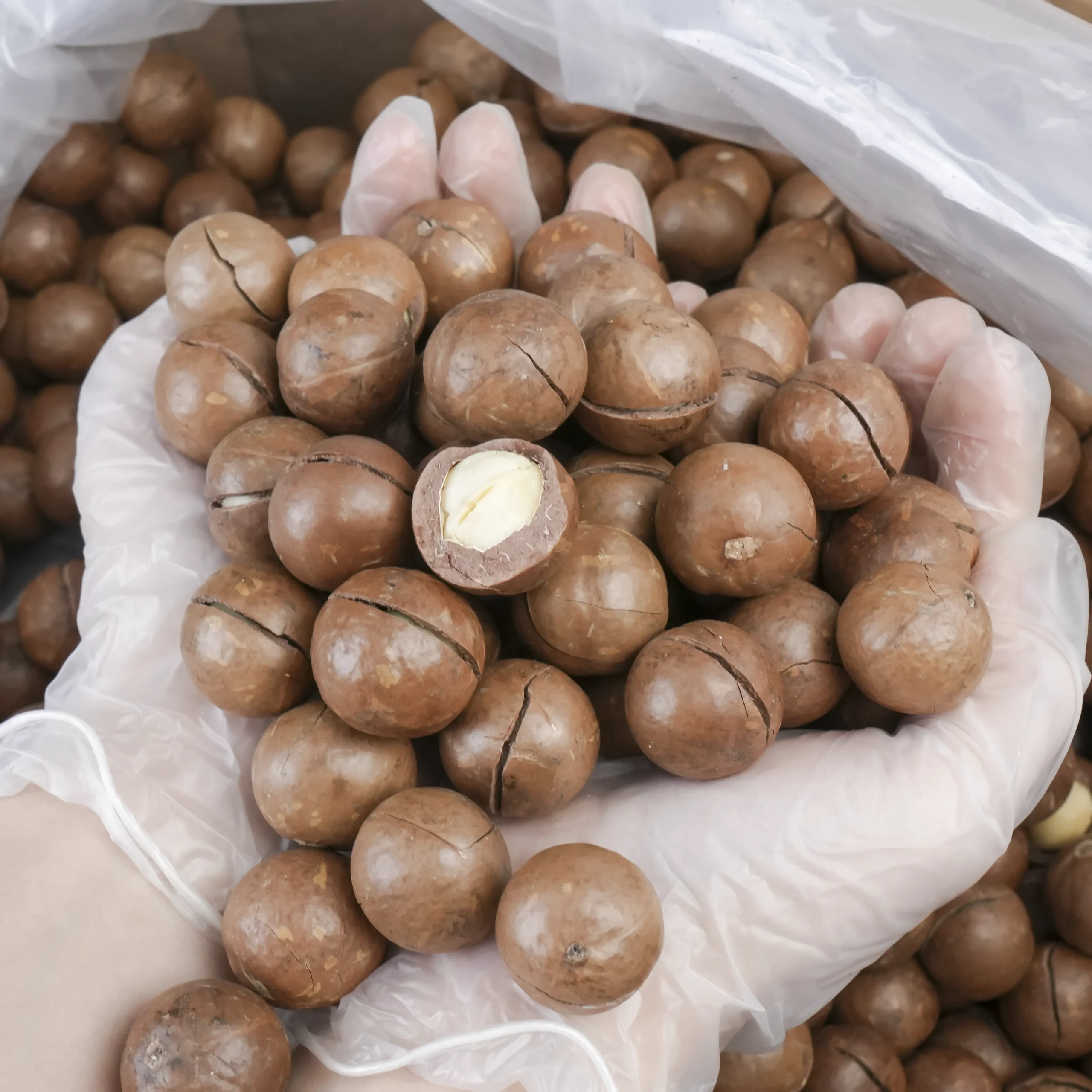 Macca sấy chọn lọc Giá sỉ thùng 10kg - Ảnh 5